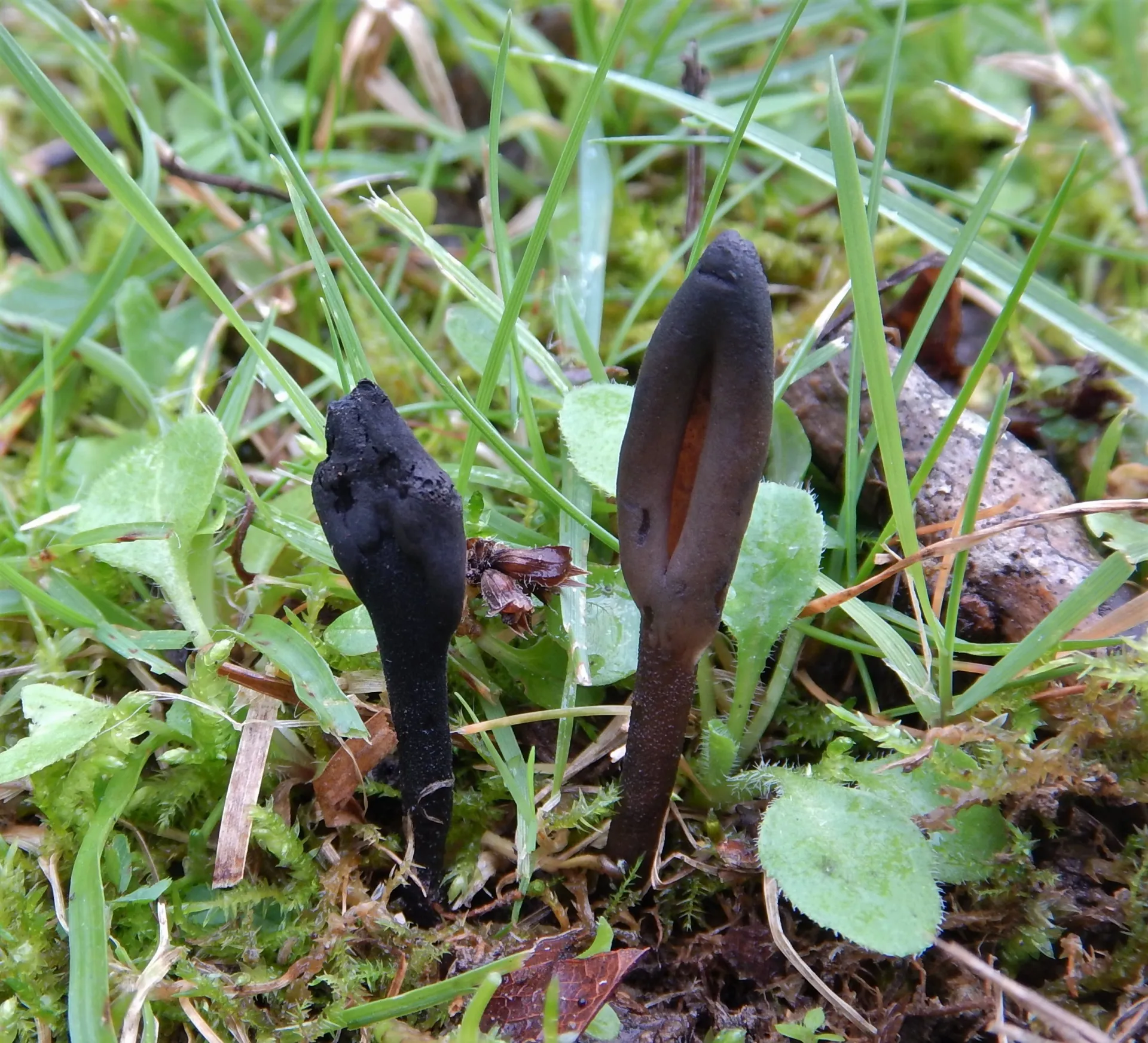 Geoglossum fallax-20-12-08